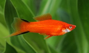 red commet swordtail